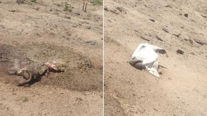 Bandidos invadem fazenda abatem boi de estimação e levam toda a carne