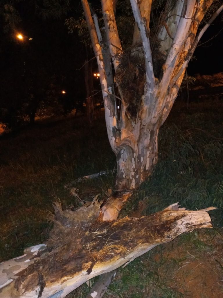 Bombeiros cortam árvore que caiu na Avenida JK | Patos Agora - A notícia no seu tempo - https://patosagora.net