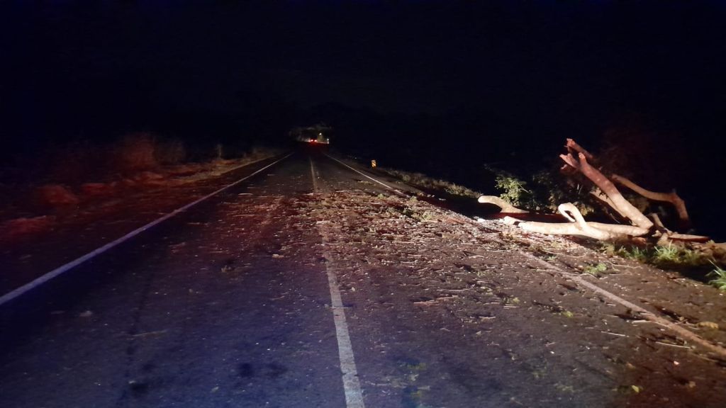 Árvore cai na BR 352 e atinge veículo que trafegava pela rodovia | Patos Agora - A notícia no seu tempo - https://patosagora.net