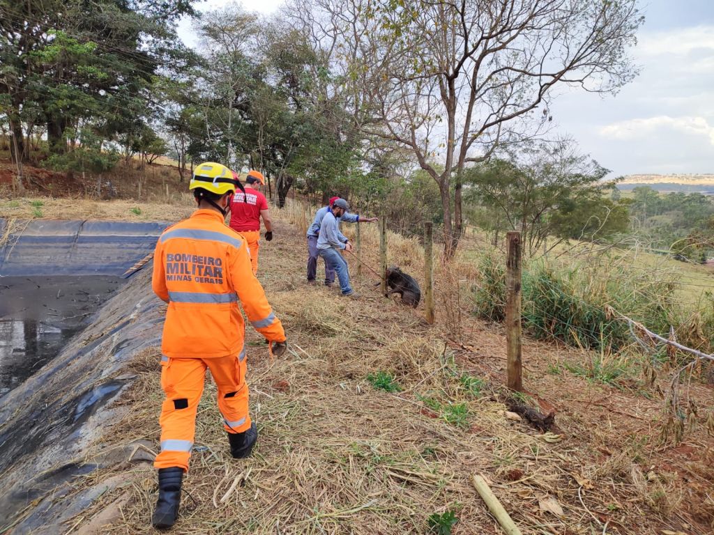 Bombeiros resgatam capivara que caiu em reservatório na Escola Agrícola -  Patos Agora - A notícia no seu tempo