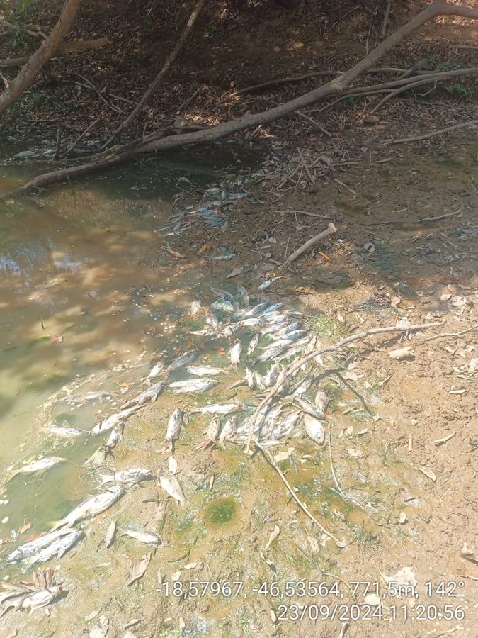 Polícia Ambiental investiga mortandade de peixes no Rio Paranaíba em Patos de Minas | Patos Agora - A notícia no seu tempo - https://patosagora.net