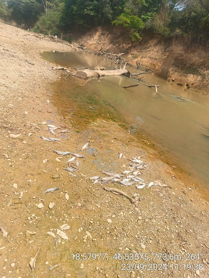 Polícia Ambiental investiga mortandade de peixes no Rio Paranaíba em Patos de Minas | Patos Agora - A notícia no seu tempo - https://patosagora.net