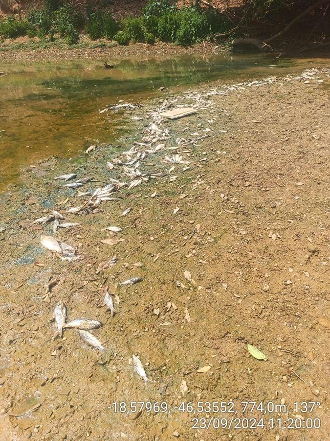 Polícia Ambiental investiga mortandade de peixes no Rio Paranaíba em Patos de Minas | Patos Agora - A notícia no seu tempo - https://patosagora.net