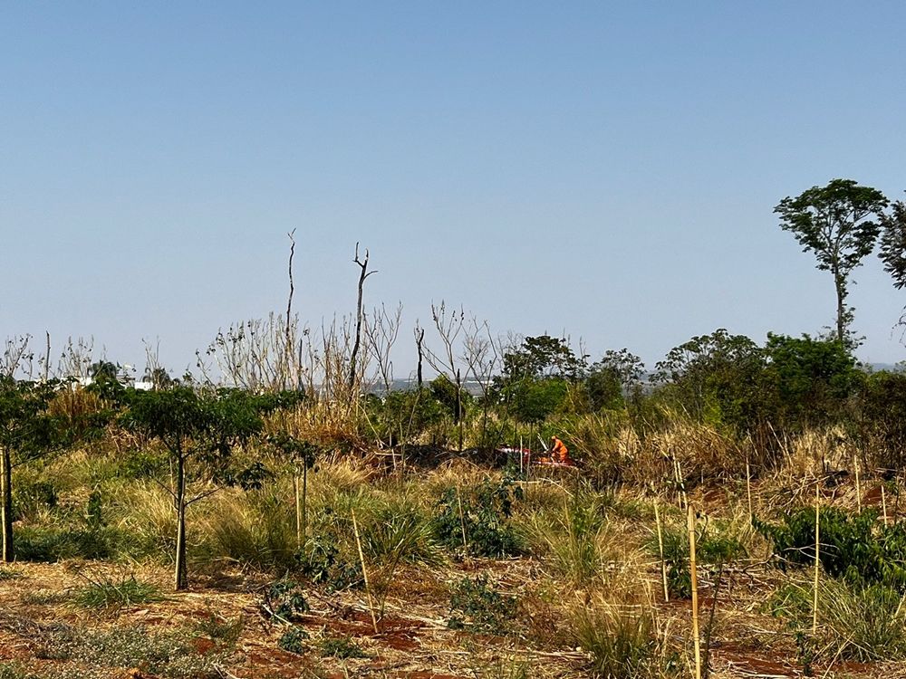 Bombeiros combatem incêndio na Mata do Catingueiro; há suspeitas de que o incêndio tenha sido criminoso | Patos Agora - A notícia no seu tempo - https://patosagora.net