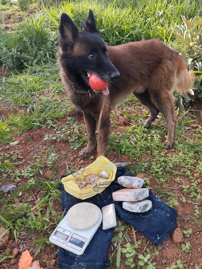 PCMG e PMMG deflagraram a segunda fase da operação Tiro, em Rio Paranaíba | Patos Agora - A notícia no seu tempo - https://patosagora.net