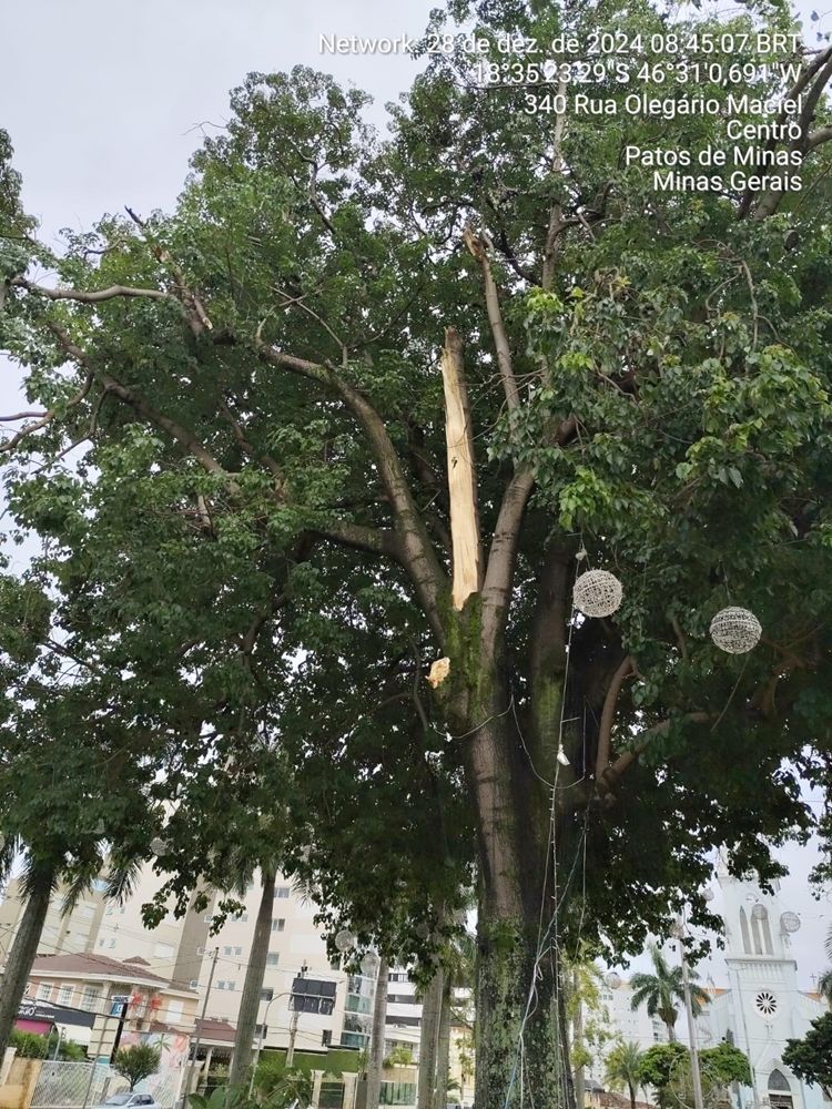 Queda de galho de árvore histórica mobiliza Defesa Civil e Bombeiros em Patos de Minas | Patos Agora - A notícia no seu tempo - https://patosagora.net