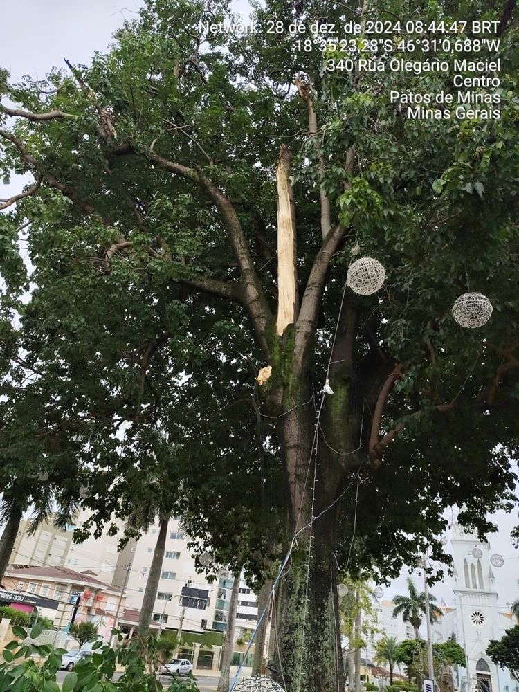 Queda de galho de árvore histórica mobiliza Defesa Civil e Bombeiros em Patos de Minas | Patos Agora - A notícia no seu tempo - https://patosagora.net