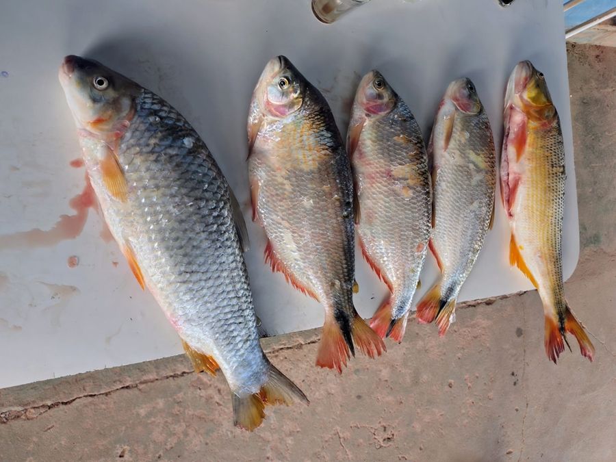 PM de Meio Ambiente apreende 10 kg de pescado e redes em alojamento de draga | Patos Agora - A notícia no seu tempo - https://patosagora.net