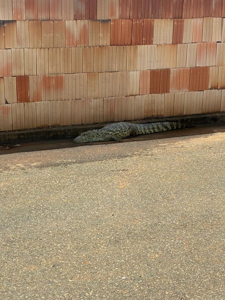 Bombeiros capturam jacaré de 1,5 metro no Bairro Planalto, em Patos de Minas | Patos Agora - A notícia no seu tempo - https://patosagora.net