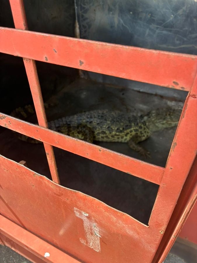 Bombeiros capturam jacaré de 1,5 metro no Bairro Planalto, em Patos de Minas | Patos Agora - A notícia no seu tempo - https://patosagora.net