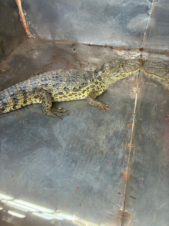 Bombeiros capturam jacaré de 1,5 metro no Bairro Planalto, em Patos de Minas | Patos Agora - A notícia no seu tempo - https://patosagora.net