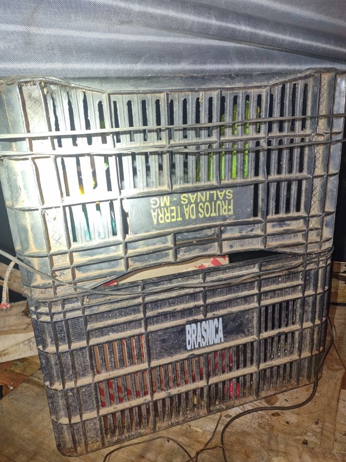 Polícia Militar Rodoviária recupera carro clonado e resgata aves silvestres em condições de maus-tratos na MGC-354 | Patos Agora - A notícia no seu tempo - https://patosagora.net