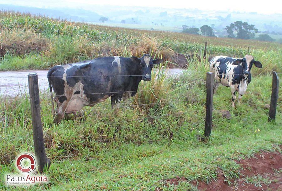 Chuva que caiu deixou estrada ruim e caminhão com gado tomba  | Patos Agora - A notícia no seu tempo - https://patosagora.net