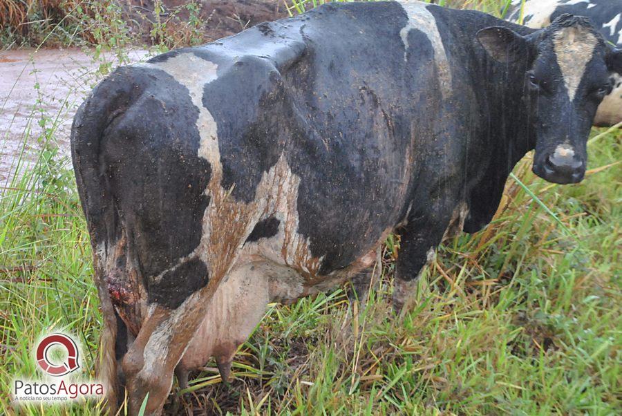 Chuva que caiu deixou estrada ruim e caminhão com gado tomba  | Patos Agora - A notícia no seu tempo - https://patosagora.net