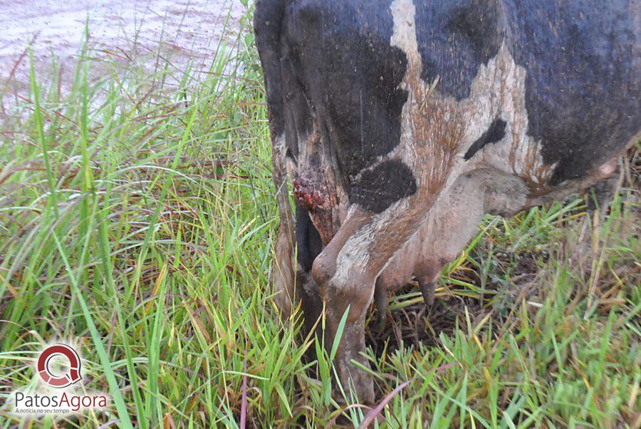 Chuva que caiu deixou estrada ruim e caminhão com gado tomba  | Patos Agora - A notícia no seu tempo - https://patosagora.net