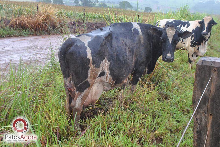 Chuva que caiu deixou estrada ruim e caminhão com gado tomba  | Patos Agora - A notícia no seu tempo - https://patosagora.net