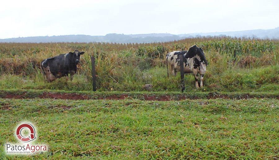 Chuva que caiu deixou estrada ruim e caminhão com gado tomba  | Patos Agora - A notícia no seu tempo - https://patosagora.net