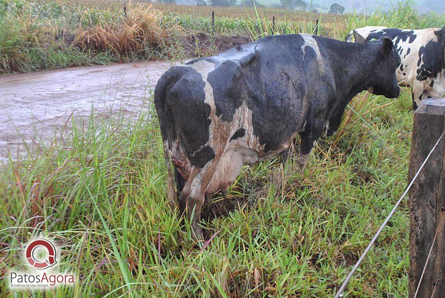 Chuva que caiu deixou estrada ruim e caminhão com gado tomba  | Patos Agora - A notícia no seu tempo - https://patosagora.net