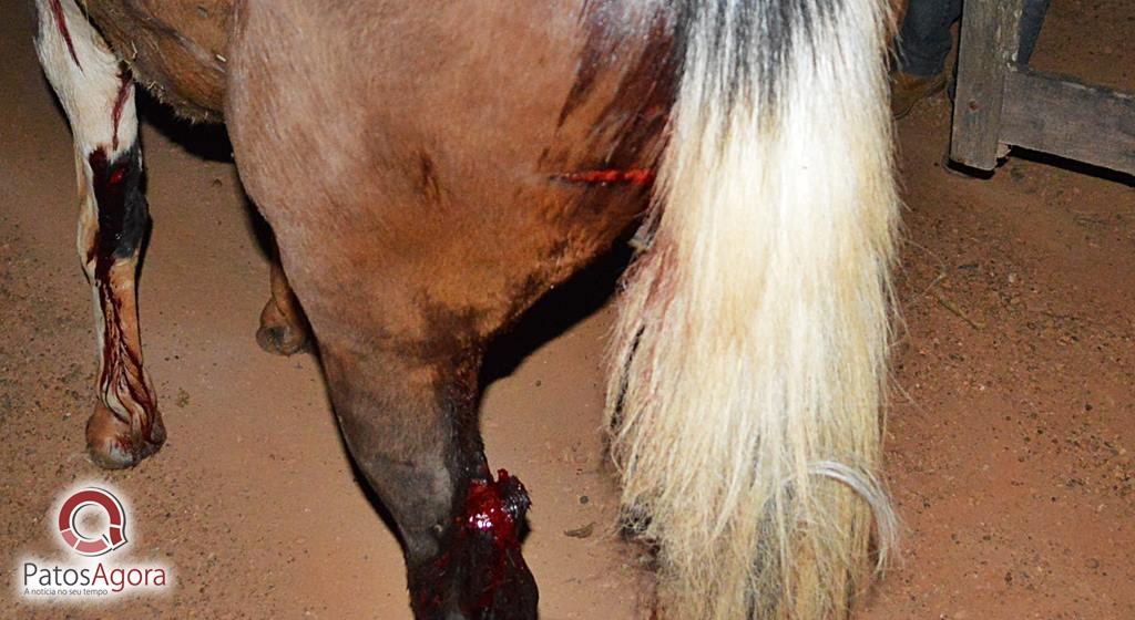 Carro atropela cavalo e deixa cavaleiro e passageira feridos | Patos Agora - A notícia no seu tempo - https://patosagora.net