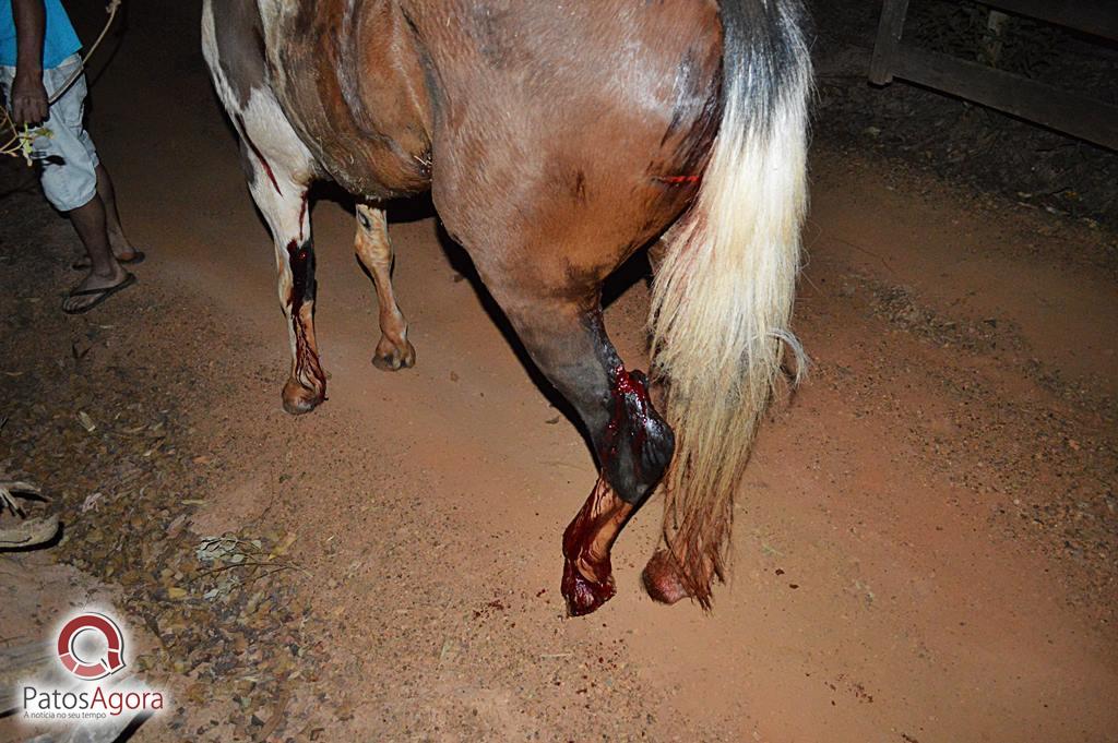 Carro atropela cavalo e deixa cavaleiro e passageira feridos | Patos Agora - A notícia no seu tempo - https://patosagora.net