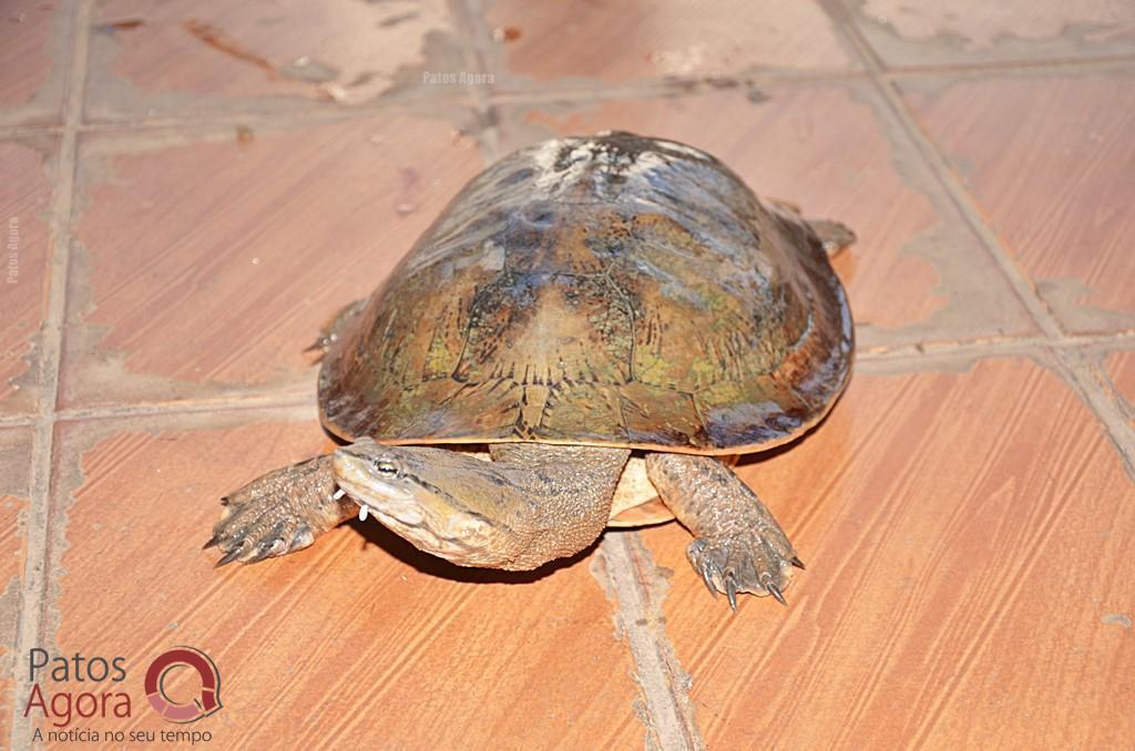 Cágados não retirados da Lagoa Grande sofrem com ambiente seco e atropelamentos | Patos Agora - A notícia no seu tempo - https://patosagora.net