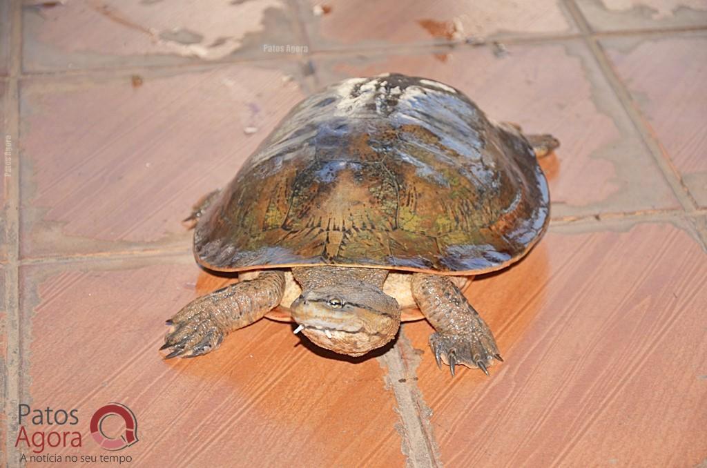 Cágados não retirados da Lagoa Grande sofrem com ambiente seco e atropelamentos | Patos Agora - A notícia no seu tempo - https://patosagora.net