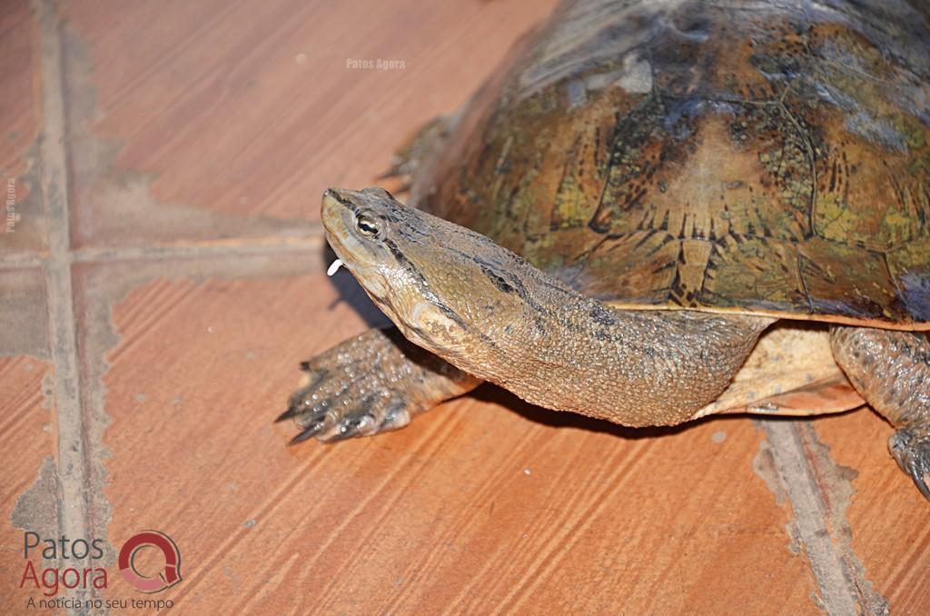 Cágados não retirados da Lagoa Grande sofrem com ambiente seco e atropelamentos | Patos Agora - A notícia no seu tempo - https://patosagora.net