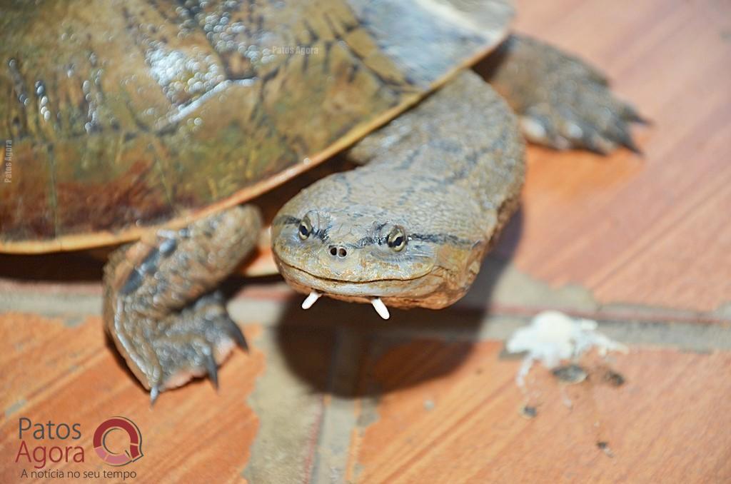 Cágados não retirados da Lagoa Grande sofrem com ambiente seco e atropelamentos | Patos Agora - A notícia no seu tempo - https://patosagora.net