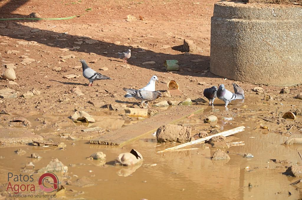 Cágados não retirados da Lagoa Grande sofrem com ambiente seco e atropelamentos | Patos Agora - A notícia no seu tempo - https://patosagora.net