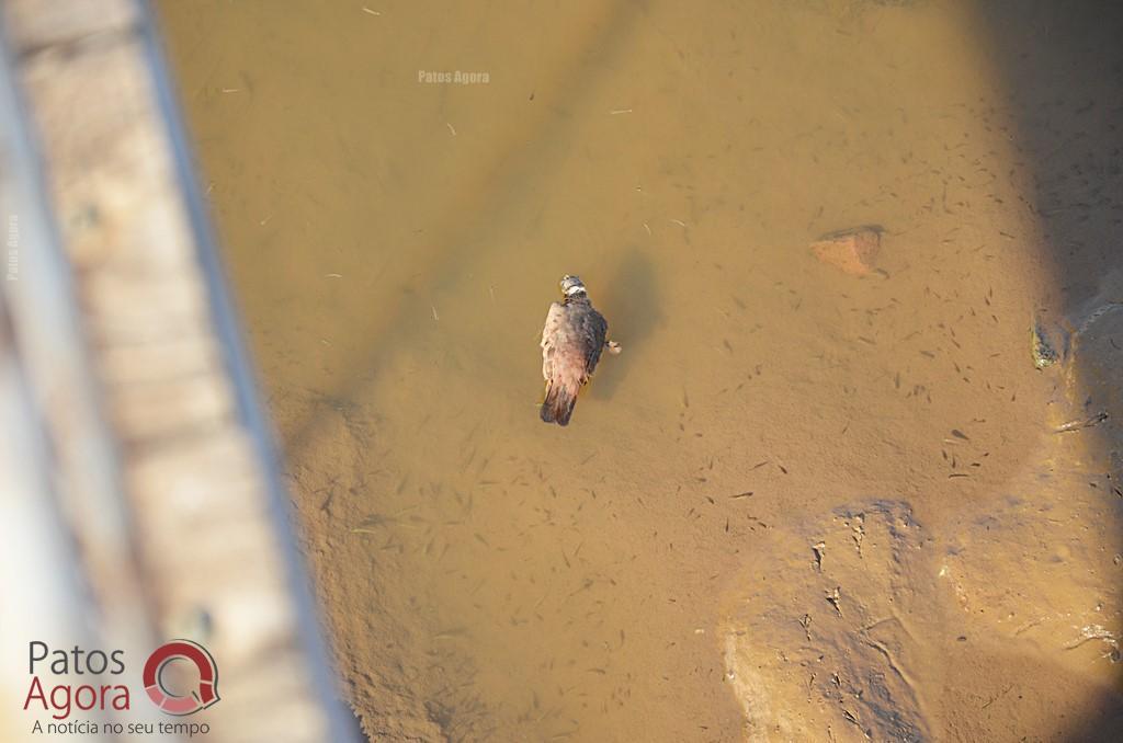 Cágados não retirados da Lagoa Grande sofrem com ambiente seco e atropelamentos | Patos Agora - A notícia no seu tempo - https://patosagora.net