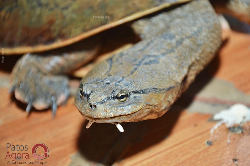 Cágados não retirados da Lagoa Grande sofrem com ambiente seco e atropelamentos | Patos Agora - A notícia no seu tempo - https://patosagora.net