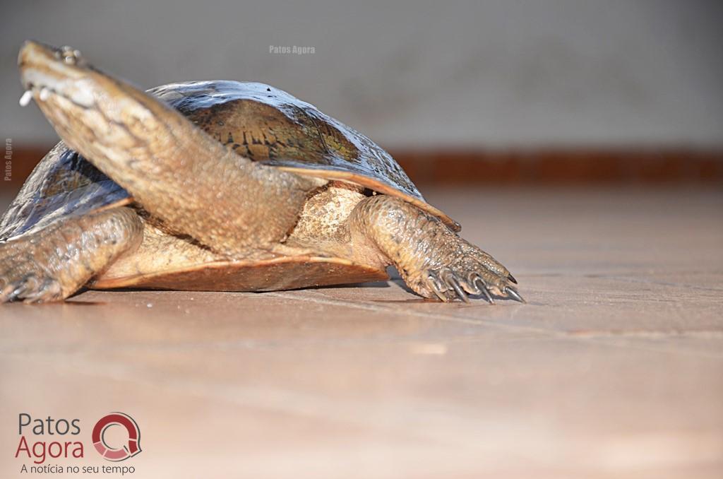 Cágados não retirados da Lagoa Grande sofrem com ambiente seco e atropelamentos | Patos Agora - A notícia no seu tempo - https://patosagora.net