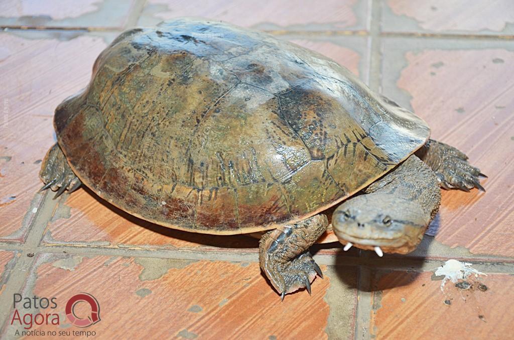 Cágados não retirados da Lagoa Grande sofrem com ambiente seco e atropelamentos | Patos Agora - A notícia no seu tempo - https://patosagora.net