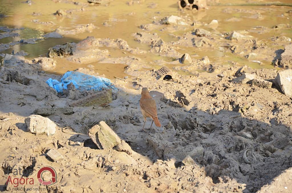 Cágados não retirados da Lagoa Grande sofrem com ambiente seco e atropelamentos | Patos Agora - A notícia no seu tempo - https://patosagora.net