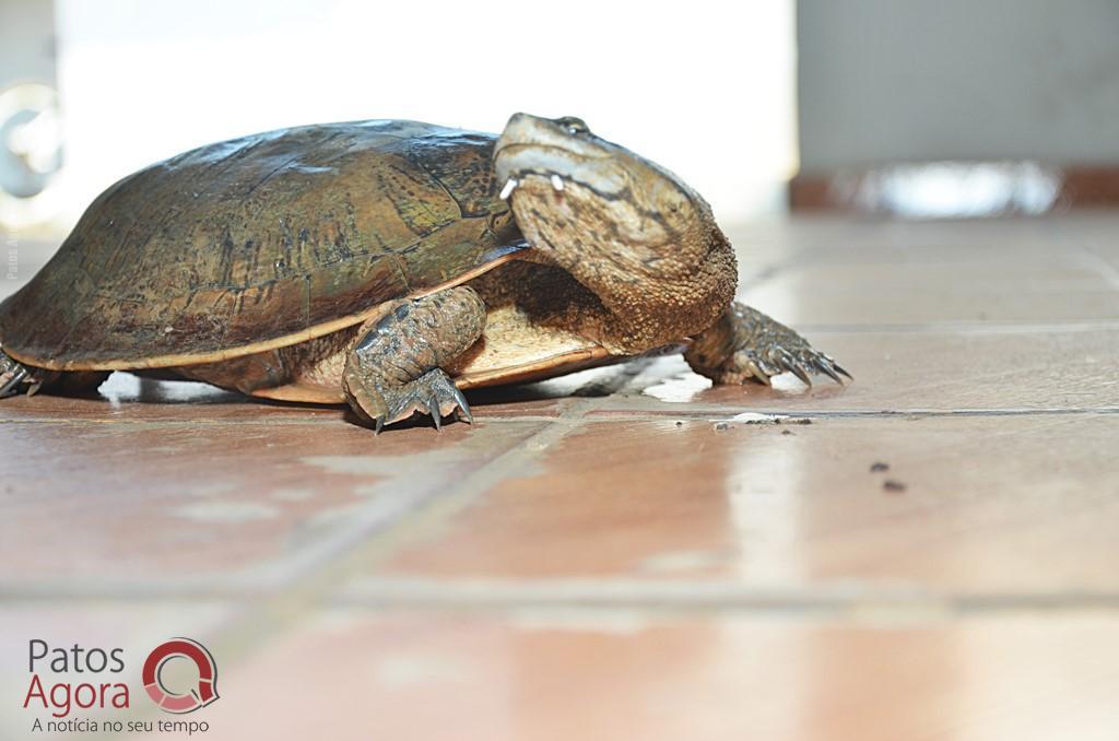 Cágados não retirados da Lagoa Grande sofrem com ambiente seco e atropelamentos | Patos Agora - A notícia no seu tempo - https://patosagora.net