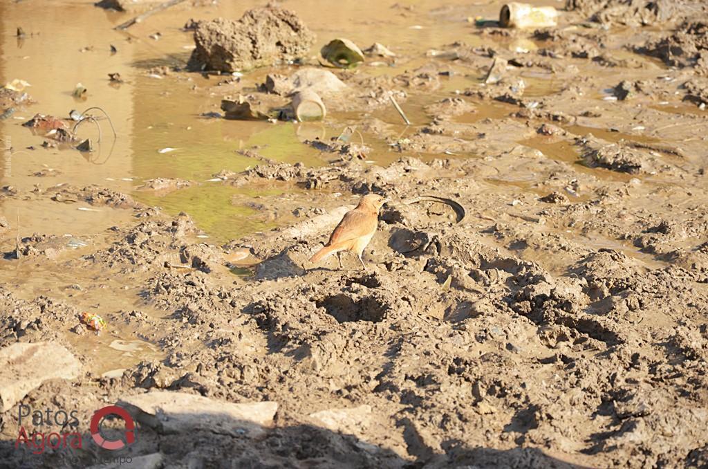 Cágados não retirados da Lagoa Grande sofrem com ambiente seco e atropelamentos | Patos Agora - A notícia no seu tempo - https://patosagora.net