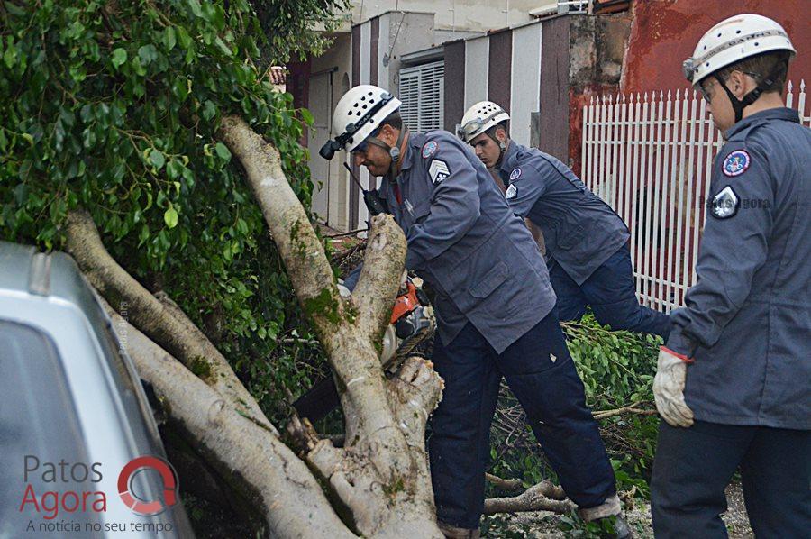 Equipes dos bombeiros trabalham no corte das árvores em Patos de Minas | Patos Agora - A notícia no seu tempo - https://patosagora.net