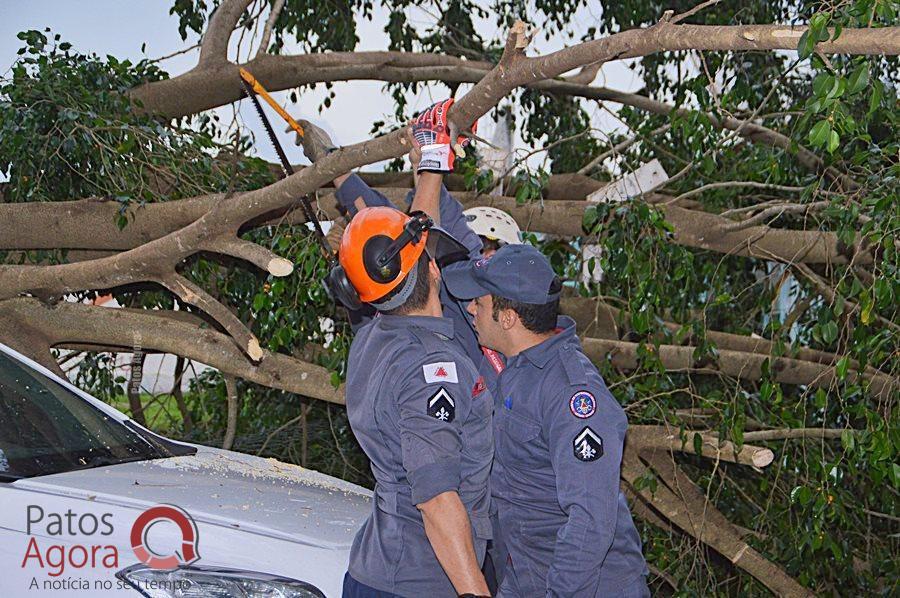 Equipes dos bombeiros trabalham no corte das árvores em Patos de Minas | Patos Agora - A notícia no seu tempo - https://patosagora.net