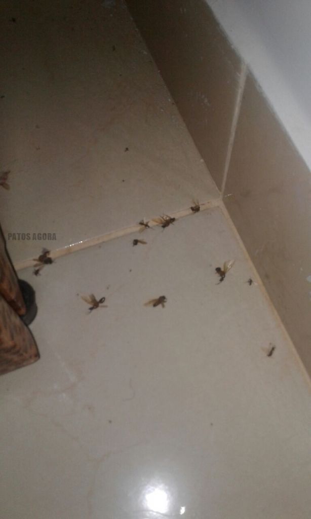 Milhares de insetos invadem casa em Patos de Minas; Veja o vídeo. | Patos Agora - A notícia no seu tempo - https://patosagora.net