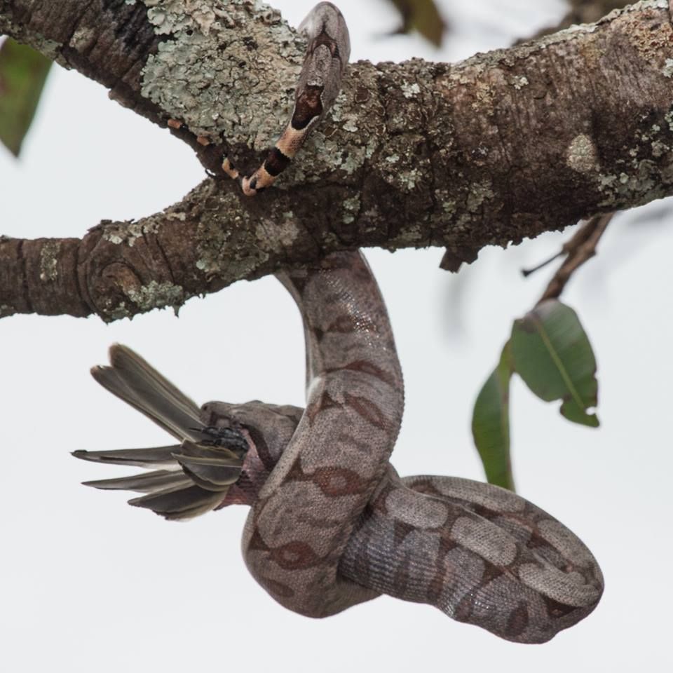 Fotógrafo serralitrense flagra jiboia comendo pássaro  | Patos Agora - A notícia no seu tempo - https://patosagora.net