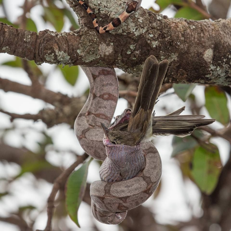 Fotógrafo serralitrense flagra jiboia comendo pássaro  | Patos Agora - A notícia no seu tempo - https://patosagora.net