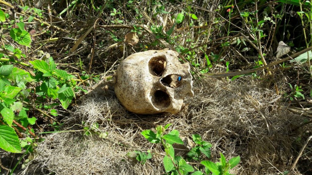 Crânio humano é encontrado em lote no bairro Santa Luzia | Patos Agora - A notícia no seu tempo - https://patosagora.net