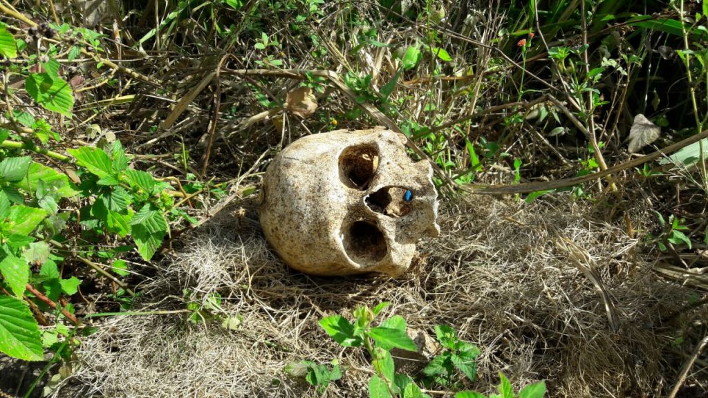 Crânio humano é encontrado em lote no bairro Santa Luzia | Patos Agora - A notícia no seu tempo - https://patosagora.net