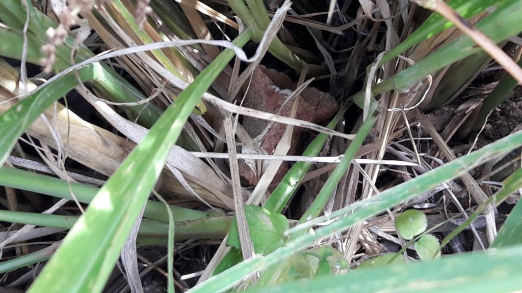 Crânio humano é encontrado em lote no bairro Santa Luzia | Patos Agora - A notícia no seu tempo - https://patosagora.net