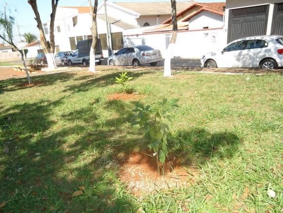 Moradores fazem plantio de árvores  em praça no bairro Alvorada | Patos Agora - A notícia no seu tempo - https://patosagora.net