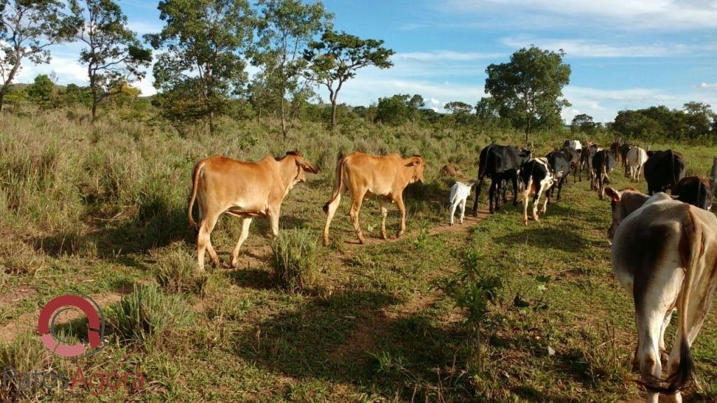 Feed do PatosAgora | Patos Agora - A notícia no seu tempo - https://patosagora.net