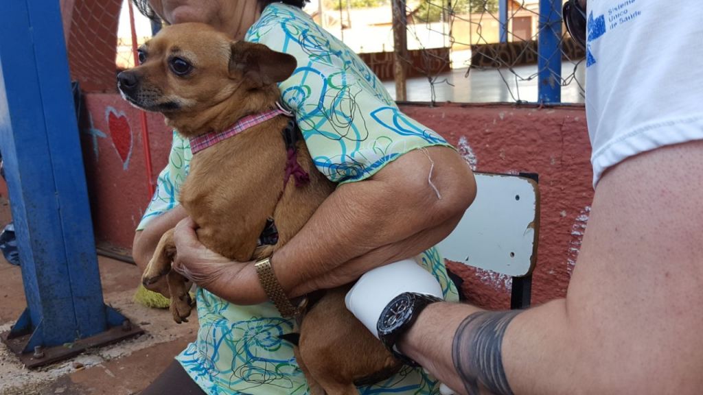 Cães e gatos são vacinados neste sábado em Patos de Minas  | Patos Agora - A notícia no seu tempo - https://patosagora.net