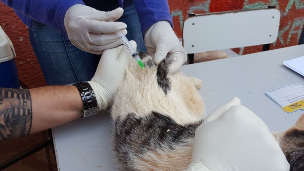 Cães e gatos são vacinados neste sábado em Patos de Minas  | Patos Agora - A notícia no seu tempo - https://patosagora.net