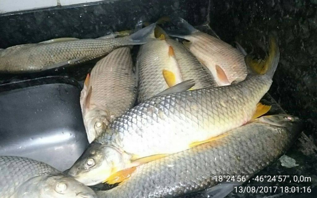 Pescadores são detidos com 30kg de peixes do Rio da Prata | Patos Agora - A notícia no seu tempo - https://patosagora.net
