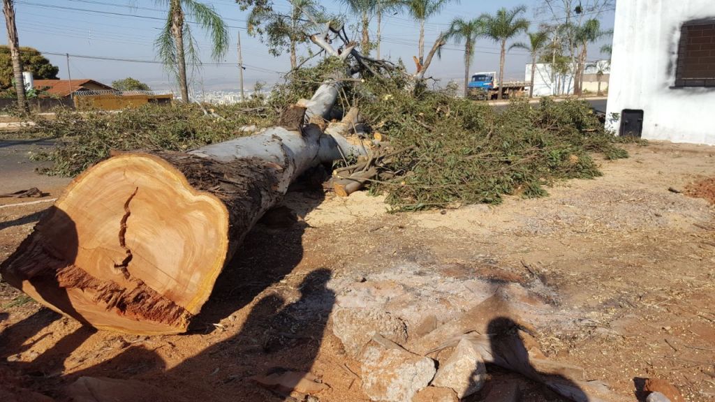 Av. Marabá é interditada para corte de árvore | Patos Agora - A notícia no seu tempo - https://patosagora.net